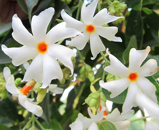 5  Live Nyctanthes arbor-tristis  Plants , Night-flowering Jasmine Plants . With Phytosanitary certificates