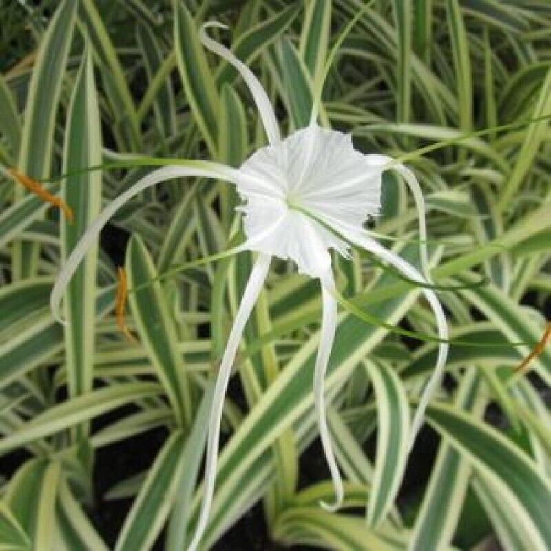 1 Hymenocallis caribaea variegata   Variegated Spider Lily, Variegated Lily
