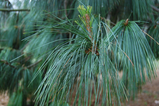 5 Pinus wallichiana Plants , Bhutan Pine Plants,Blue pine Plants,With Phytosanitary certificate