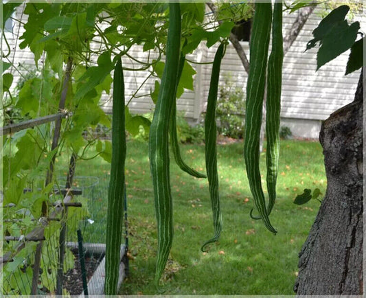 10 Long Snake Gourd Seeds ,Serpent Gourd,  Open pollinated variety ,Non-Hybrid ,