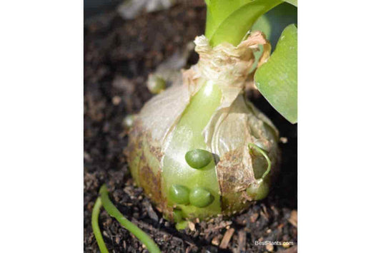 10 Ornithogalum caudatum Seeds, False Sea Onion Seeds , Pregnant onion Seeds