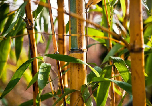 100 Bambusa arundinacea Seeds  , Clumping bamboo Seeds,  Spiny bamboo, thorny bamboo Seeds