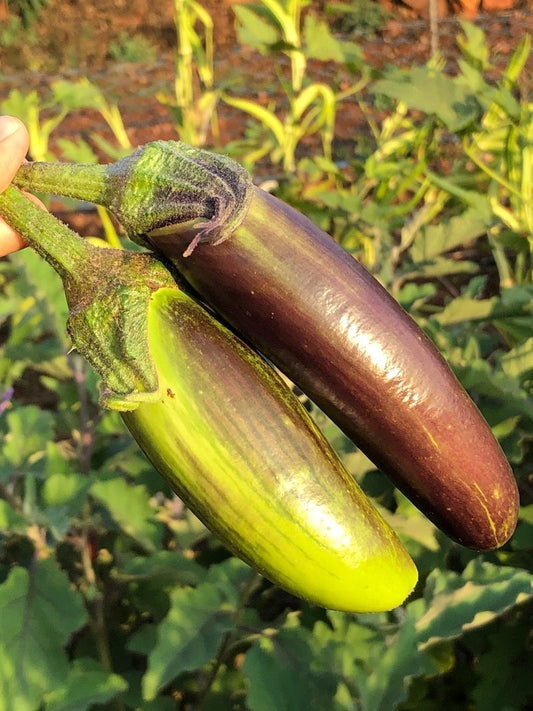 50 Bangladeshi Long  Eggplant Seeds , Non-Gmo Seeds, Aubergine  Long Seeds,
