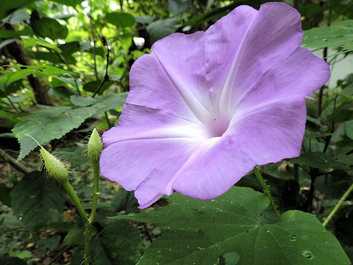 5 Ipomoea setosa Seeds,   Brazilian Morning Glory Seeds, Exotic Vine Seeds