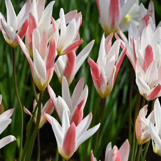 5 Tulipa clusiana var stellata,  Lady Tulip Seeds
