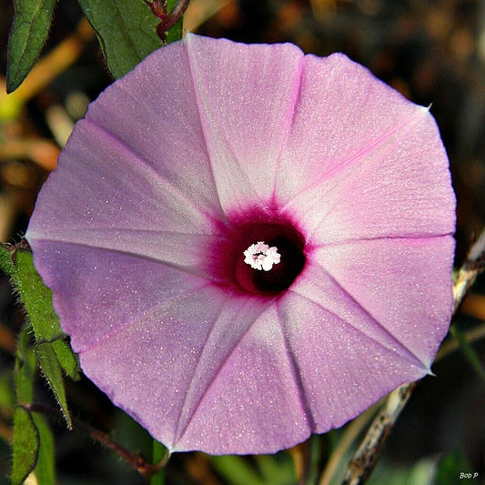 5 Ipomoea cordatotriloba Seeds , Pink Tievine Seeds, Pink Morning Glory Seeds