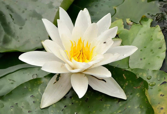 50 Nymphaea alba Seeds, White Water lily Seeds, Pond Plant Seeds