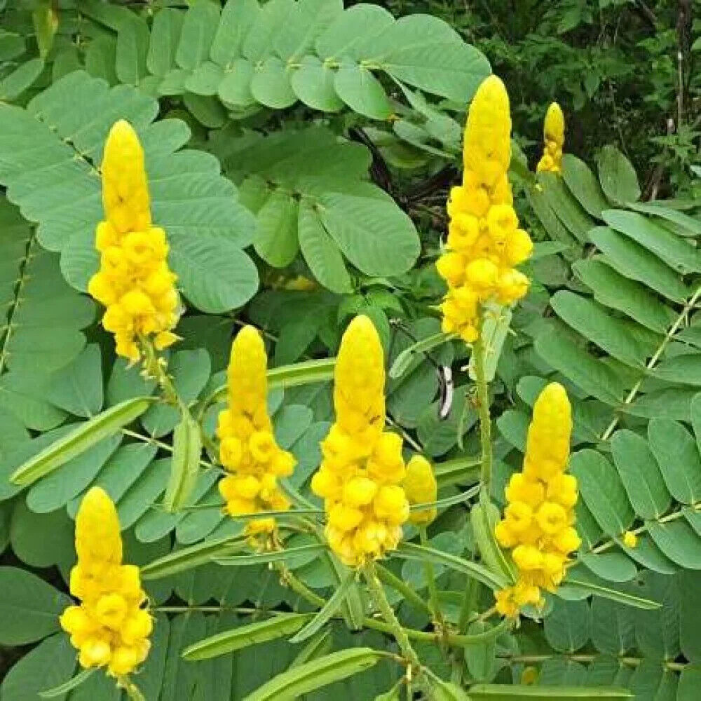 5 Cassia Alata tree Plants , Candle bush Tree Plants With Phytosanitary certificate