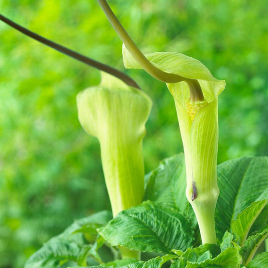 10 Arisaema tortuosum Seeds, Jack in The Pulpit Seeds, Whipcord Cobra Lily