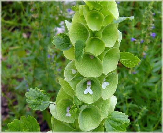 25 Moluccella laevis Seeds, Bells-of Ireland Seeds ,Molucca balmis Seeds,