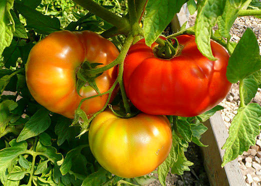 50 Organic Country Tomato Seeds, Open pollinated variety ,Non-Hybrid ,Tomato Seeds