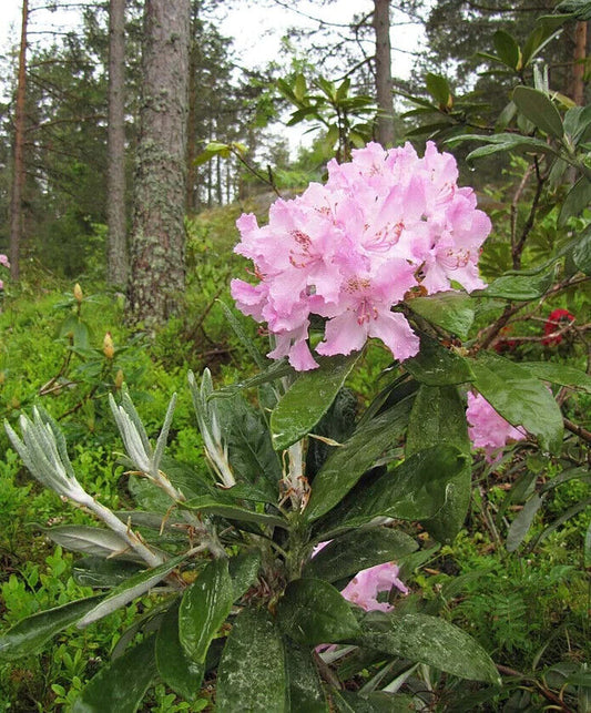 50 Rhododendron Grandiflorum Seeds , Catawba Rhododendron Seeds , Iron  Clad Rhod