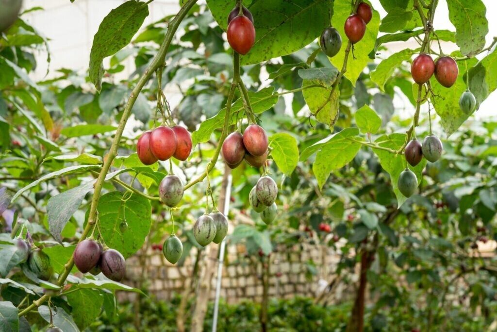 100 Tomato Tree Seeds, Tamarillo Seeds , Cyphomandra betacea Seeds,