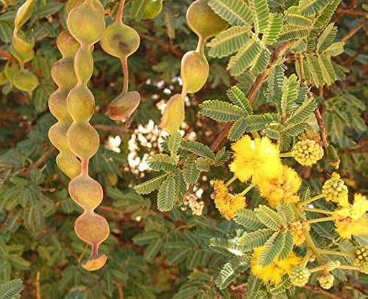 50 Grams Acacia arabica Pods, Gum Arabic Seeds Pods,