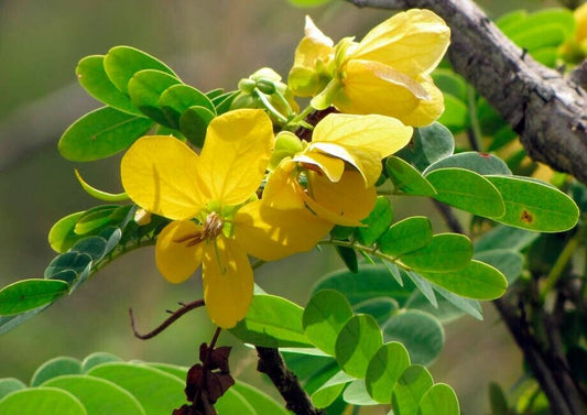 5 Live Cassia Glauca Plants , Scrambled Egg Bush Plants, With Phytosanitary certificate