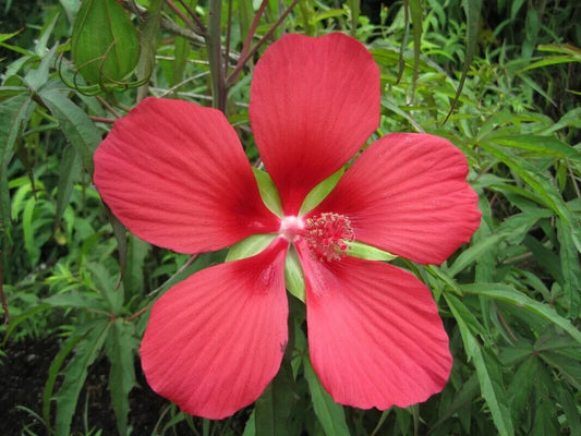 5 Hibiscus coccineus Seeds, Scarlet rosemallow Seeds , Texas star, Brilliant hibiscus Seeds