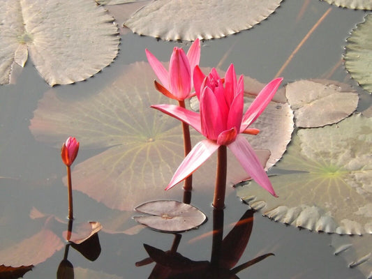 25 Nymphaea Rubra Seeds  , Red Water Lilly Seeds, Pond Plant Seeds,
