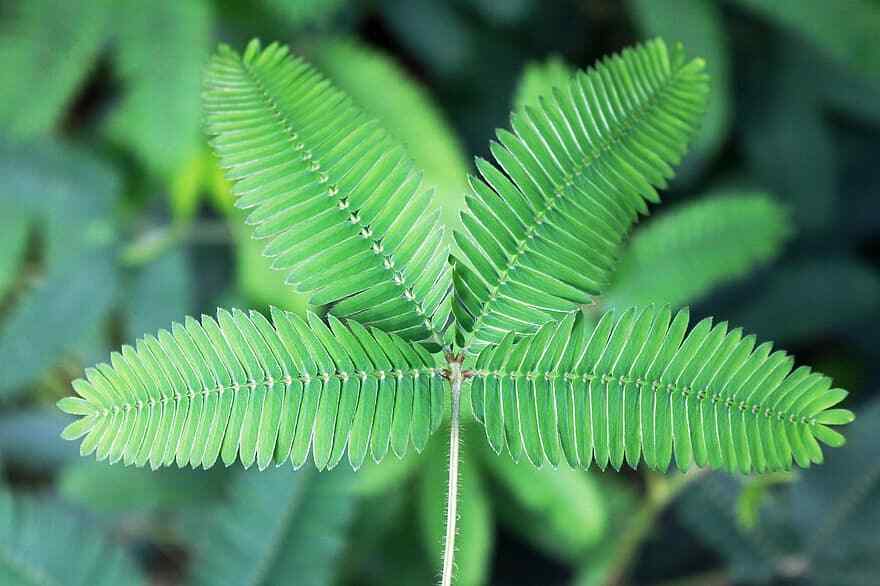 200  Mimosa Pudica Seeds , Sensitive Plant, Touch Me Not, Shrinking PlanT