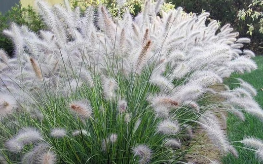 50 White Fountain Grass Seeds, Pennisetum Setaceum Alba, Cenchrus setaceus Seed