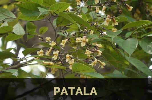 25 Stereospermum suaveolens Seeds, Patala Tree Seeds