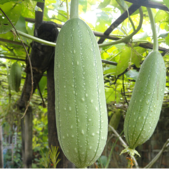 25 Sponge gourd Seeds, Non-Hybrid, Open Pollinated Seeds,  Egyptian cucumber