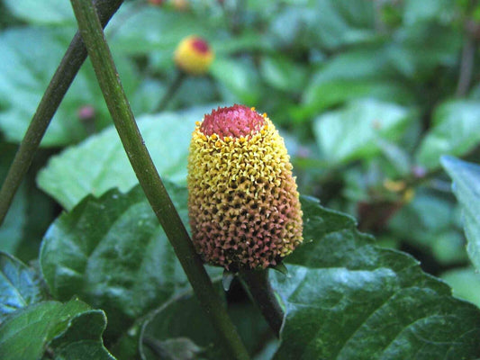 1000 Spilanthes acmella Seeds, Toothache Plant Seeds