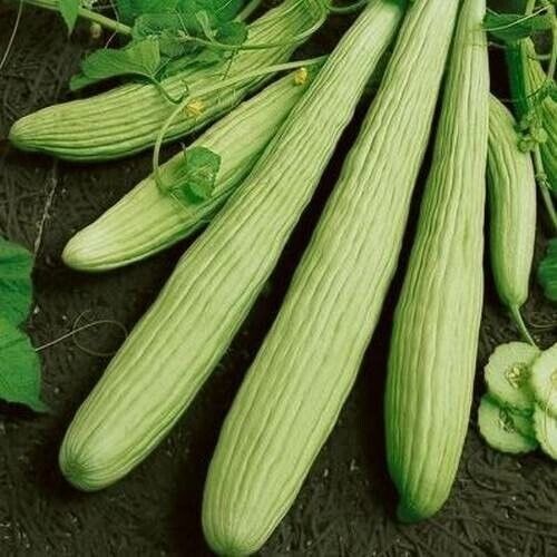 5 Armenian cucumber Seeds, Cucumis melo var. flexuosus, Exotic Cucumber Seeds