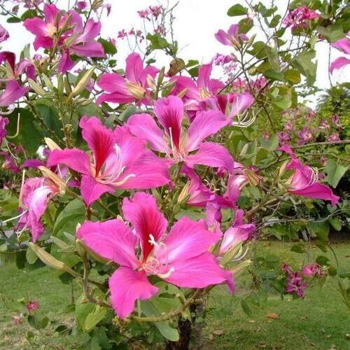 5 Live Bauhinia purpurea Plants , Purple Orchid Butterfly Tree Plants With Phytosanitary certificate