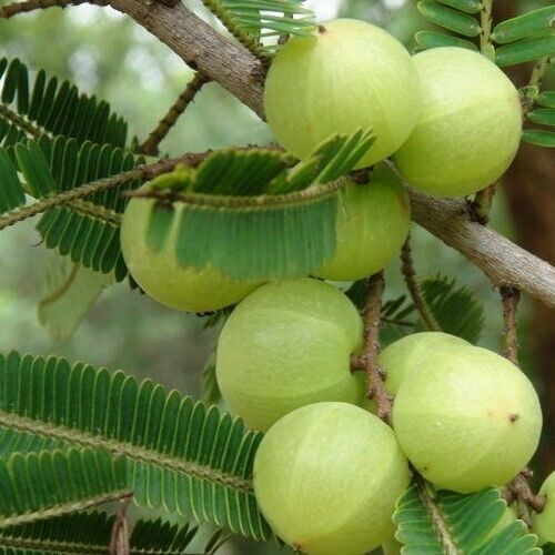 5 Live  Phyllanthus emblica Plants, Indian Gooseberry Plants, Amla Plants With Phytosanitary certificate