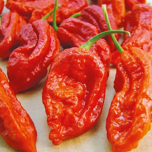 100 Ghost Peppers Seeds ,Fresh Organic Bhut Jolokia Seeds, Worlds Hottest Pepper