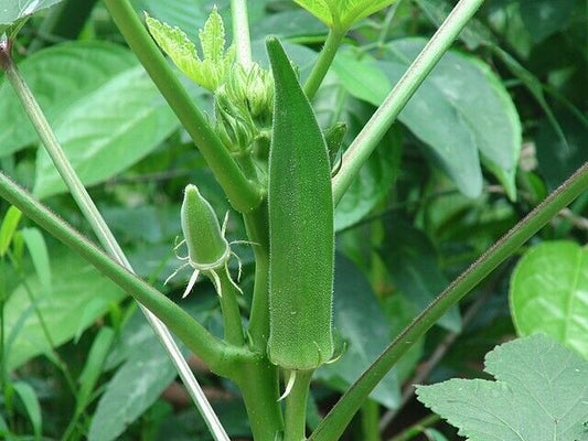 25 Green Okra Ladies Finger Seeds, Bhindi Seeds, Green Ladies finger Seeds ,