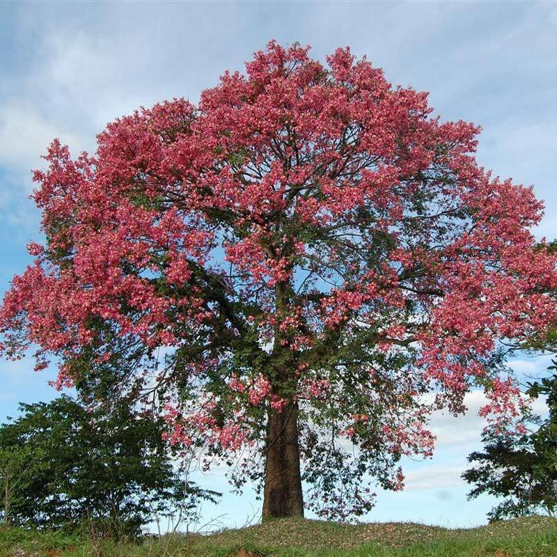 5 Chorisia speciosa Plants , Ceiba speciosa ,  Silk Floss Tree