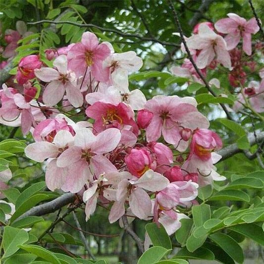 20 Cassia nodosa Seeds, Pink Shower Tree Seeds, Apple blossom Tree Seeds