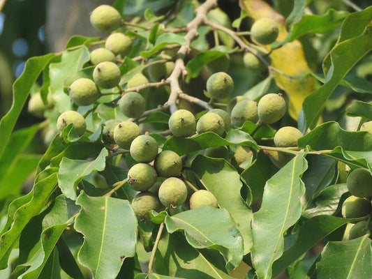 20 Putranjiva roxburghii Seeds.  Putranjiva, Lucky Bean Tree Seeds.