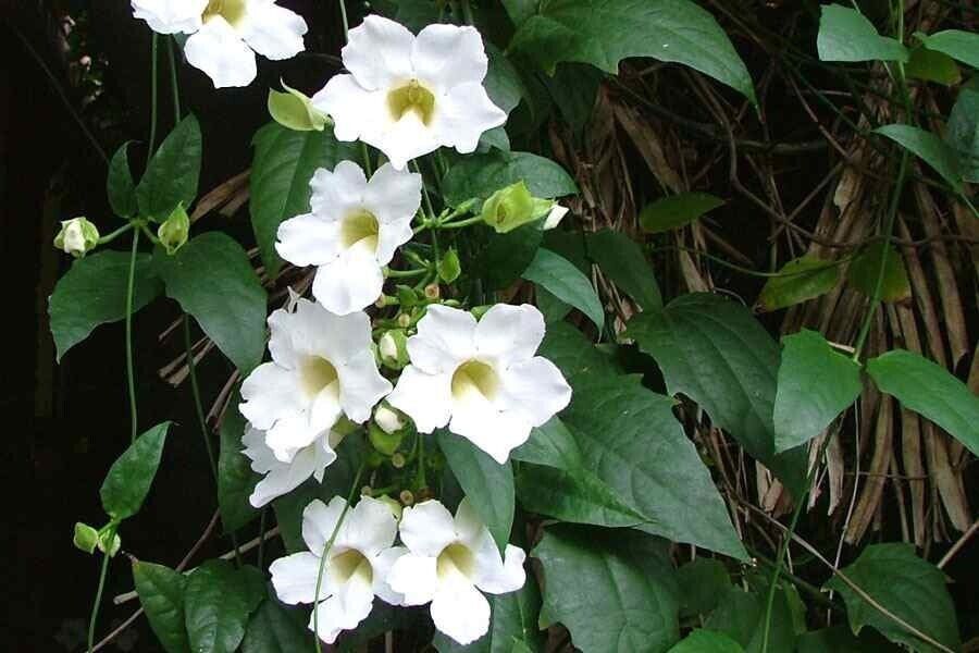 10 Thunbergia grandiflora Alba Seed, White Bengal Clock vine Seed,White Sky Vine Seeds