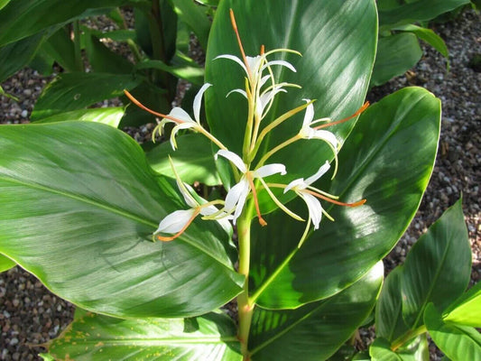 20  Hedychium spicatum Seeds , Spiked Ginger Lily, Himalayan Lipstick Seeds
