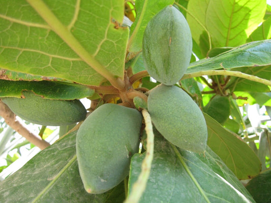10 Terminalia catappa Seeds. Tropical Almond Seeds. Indian Almond Seeds