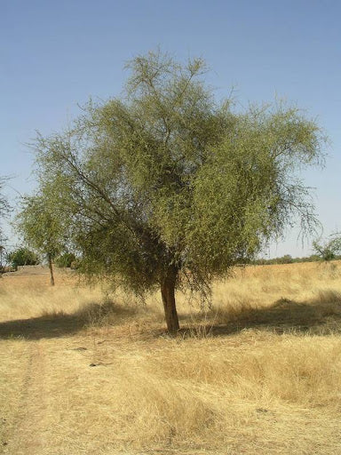 Balanites aegyptiaca , Desert date Seeds,  Thorn tree Seeds