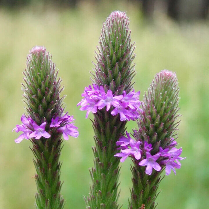 20 Verbena macdougalii Seeds , Macdougal verbena Seeds, Macdougal verbena Seeds