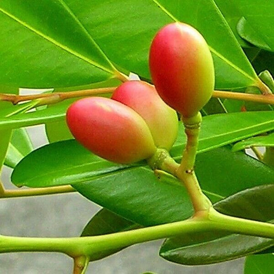 15 Simarouba glauca Seeds, Paradise Tree Seeds ,