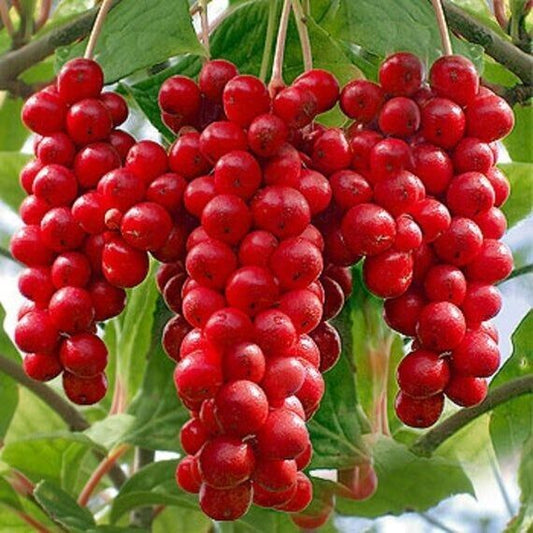 25 Schisandra Chinensis Seeds, wu-wei-zi Seeds, Five Flavor Berry ,