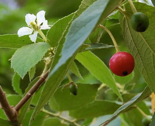 100 Muntingia calabura Seeds, Jamaican Cherry, Panama Cherry Seeds, Exotic Fruit