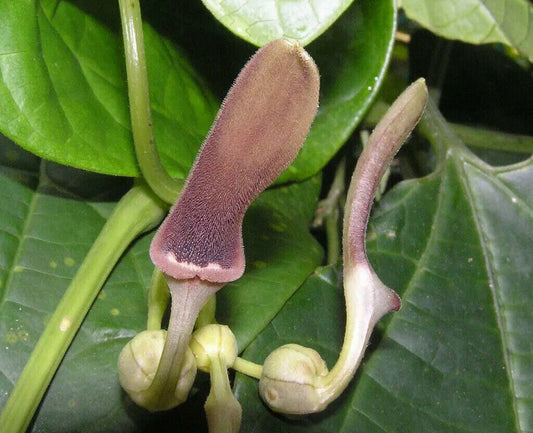 25 Aristolochia tagala Seeds,Dutchman’s Pipe Seeds ,Aristolochia acuminata Seeds