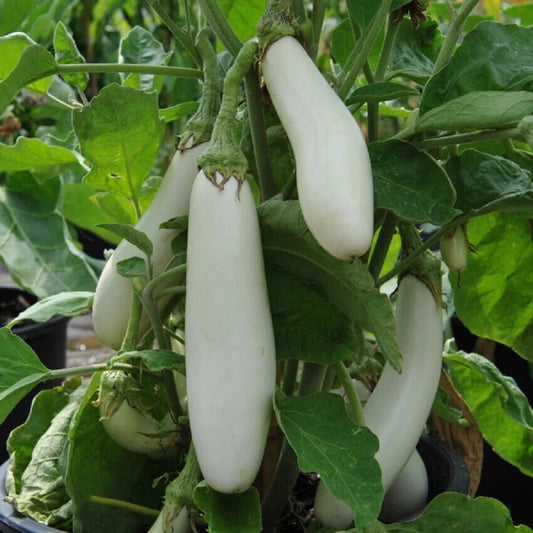 100 Brinjal White  Long Seeds, Non-Hybrid,  , Non-GMO,  Eggplant Non-Gmo Seeds