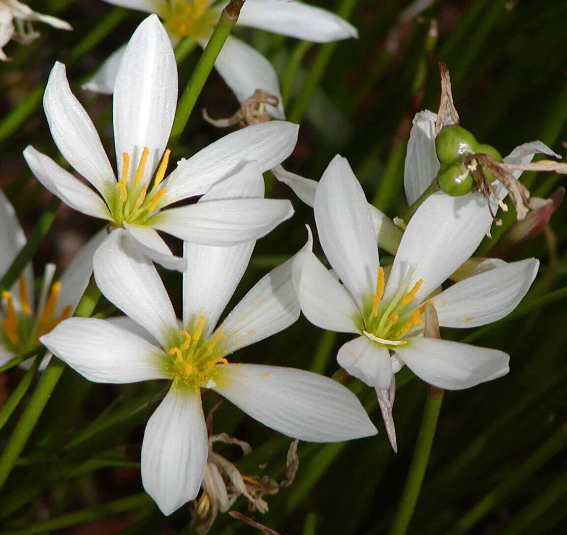 15 Zephyranthes candida Bulbs, Fairy Lily ,White Rain Lily, White Rain Lily Bulbs  ,