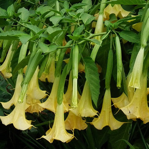 25 Brugmansia suaveolens Seeds, Yellow Angel Trumpet Flower Seeds, Exotic Shrub Seeds