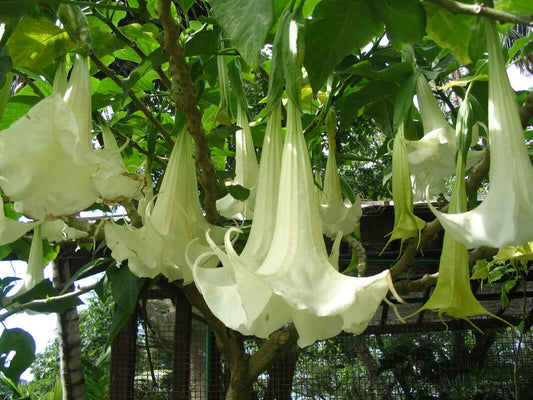 20 Brugmansia candida Seeds ,White Angel's Trumpet Seeds., White Angel Flower Seeds