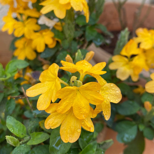 5 Yellow Crossandra infundibuliformis Plants. Yellow Firecracker Plant ,  With Phytosanitary certificate