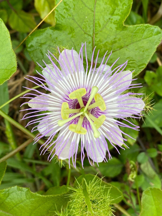 25 Passiflora ciliata Seeds, Fringed Passion  flower Seeds,Exotic Passion Flower